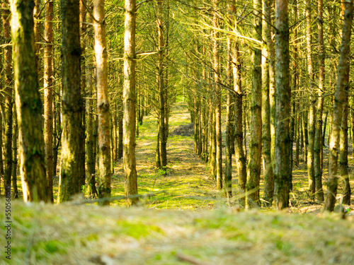 Green forest