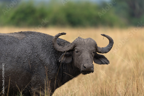 African buffalo in the Queen Elizabeth National park. Buffalo on the grazing place. Calm black bull near the herd. Safari in Uganda.