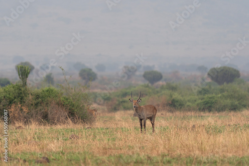 Waterbuck in the Queen Elizabeth National park. Kobus ellipsiprymnus on the grazing. Common brown antelope in Africa. Safari in Uganda.