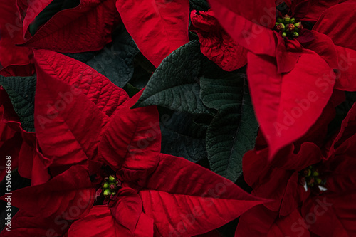 Christmas flower poinsettia, close up