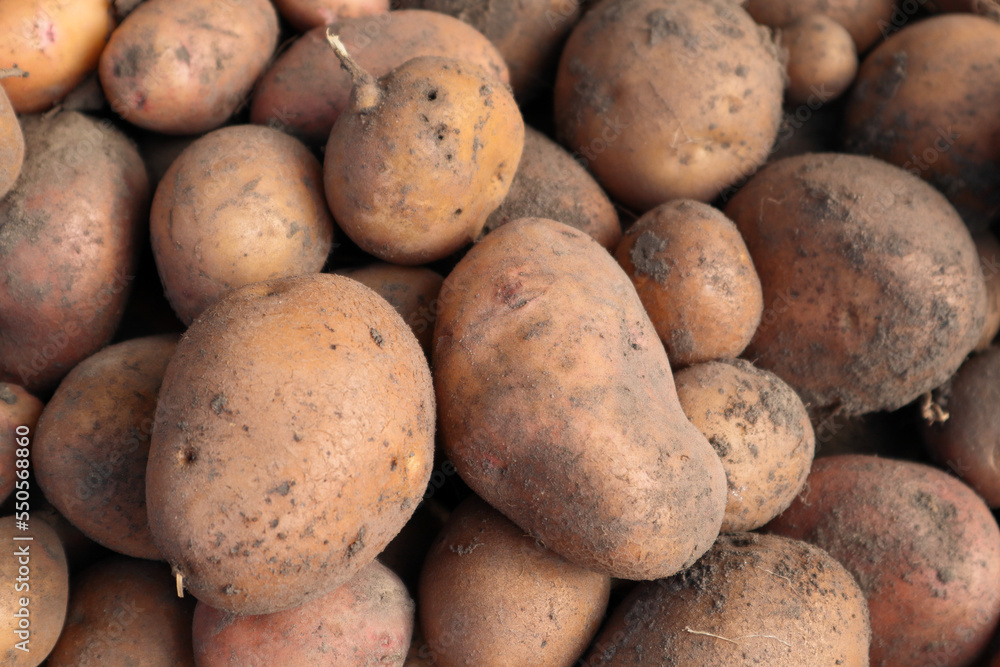 Harvested Young Fresh organic potatoes with soil. Farmers Market - Organic Potatoes Harvested Young Fresh organic potatoes with soil. Farmers Market - Organic Potatoes