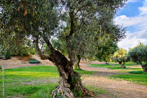 Ancient olive trees in the Retama park in Alcala de Guadaira, Seville