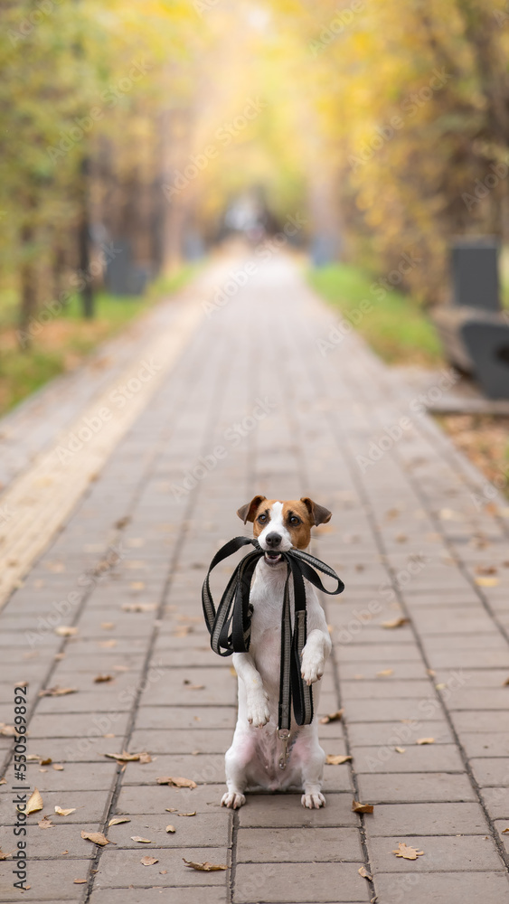 Fototapeta premium Jack Russell Terrier dog holding a leash for a walk in the autumn park. 