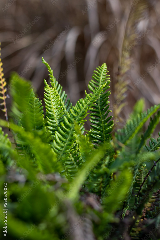 fern leaves fern leaves