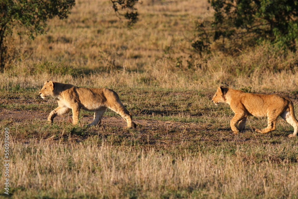 Two grown-up lion cubs moving fast, chasing a hippo Two grown-up lion cubs moving fast, chasing a hippo
