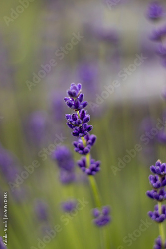 lavender in region