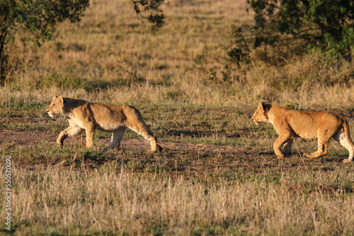 Two grown-up lion cubs moving fast, chasing a hippo