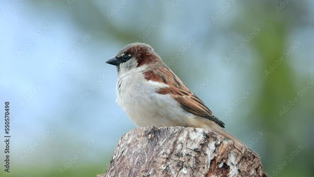 Haussperling (Passer domesticus) Haussperling (Passer domesticus)