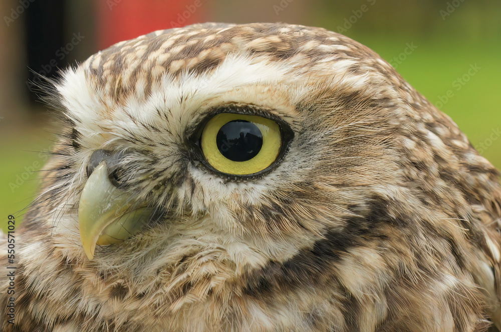 Obraz premium Closeup on the European yellow-eyed little owl of Minerva, Athene noctua