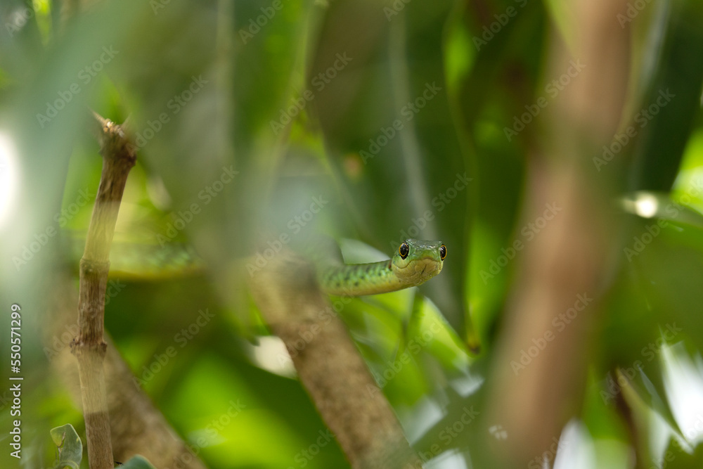 Slender green snake in the Queen Elizabeth National park. Philothamnus heterolepidotus is looking from the bushes. African ofidiofobia. Safari in Uganda. Long and slim green snake with big black eyes Slender green snake in the Queen Elizabeth National park. Philothamnus heterolepidotus is looking from the bushes. African ofidiofobia. Safari in Uganda. Long and slim green snake with big black eyes