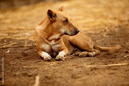 australian shepherd dog © Ali