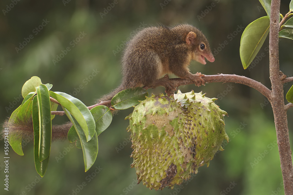 A young Javan treeshrew eating ripe soursop fruit. This rodent mammal ...