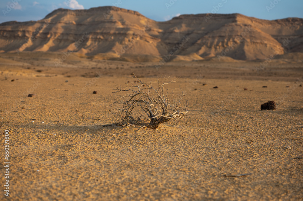 Obraz premium A small dry tree in 