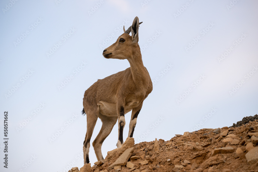 Naklejka premium Nubian ibex standing on a hill in the Judea desert by the dead sea in Israel.