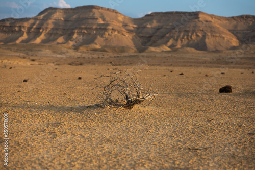 A small dry tree in  HaMakhtesh HaGadol  in the negev desert in Israel.