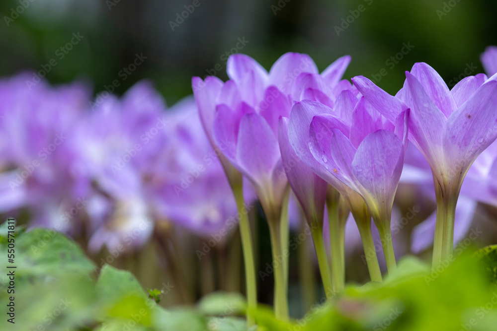 purple crocus flower