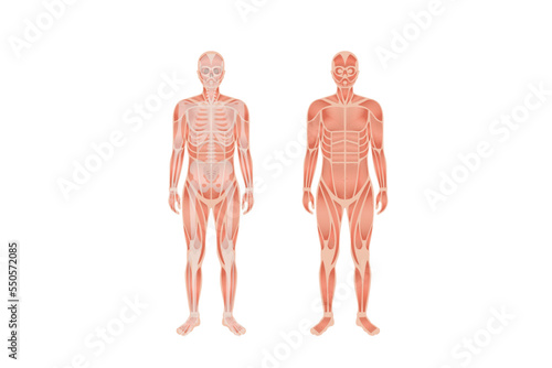 Human body anatomy and skeletal system with nerve and spinal system with two person in whole body. Human body anatomy and Human skeletal system with Musculoskeletal system of four human body nerve and