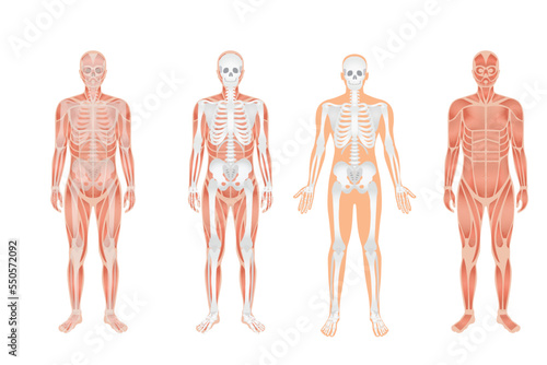 Human body anatomy and skeletal system with nerve and spinal system in whole body. Human body anatomy and Human skeletal system with Musculoskeletal system of four human body nerve and spine.