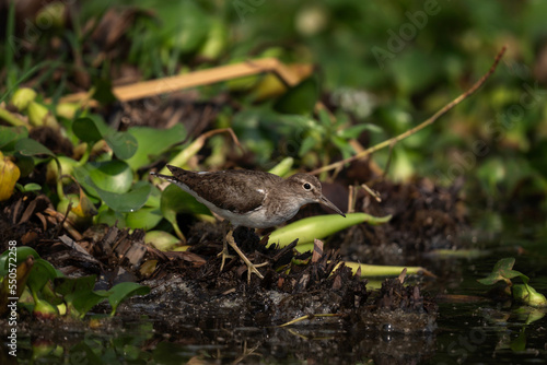 Common sandpiper in the Queen Elizabeth National park. Actitis hypoleucos is hunting on the river bank.Inconspicuous gray and brown bird on the shore. Safari in Uganda.