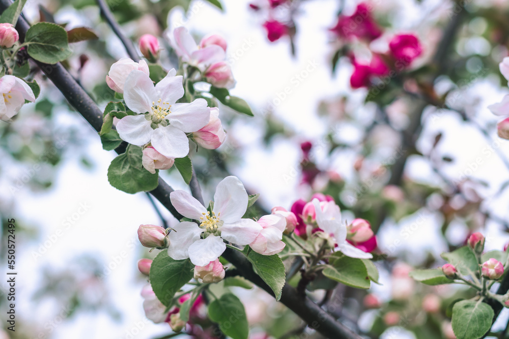 Beautiful delicate pink flowers and buds of an apple tree Beautiful delicate pink flowers and buds of an apple tree