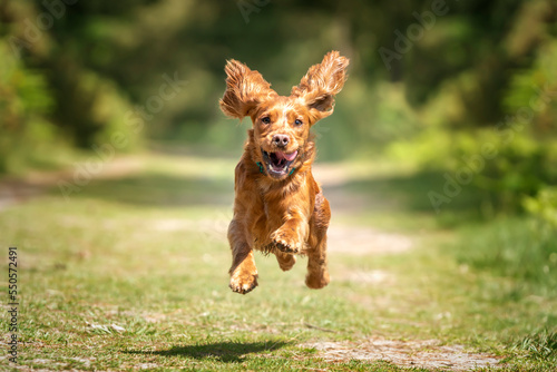 Working cocker spaniel puppy running in a forest