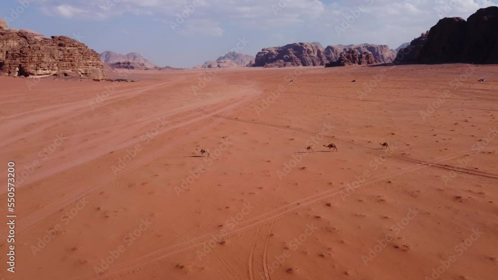 Camel family walking through the wadi rum desert in Jordan Camel family walking through the wadi rum desert in Jordan