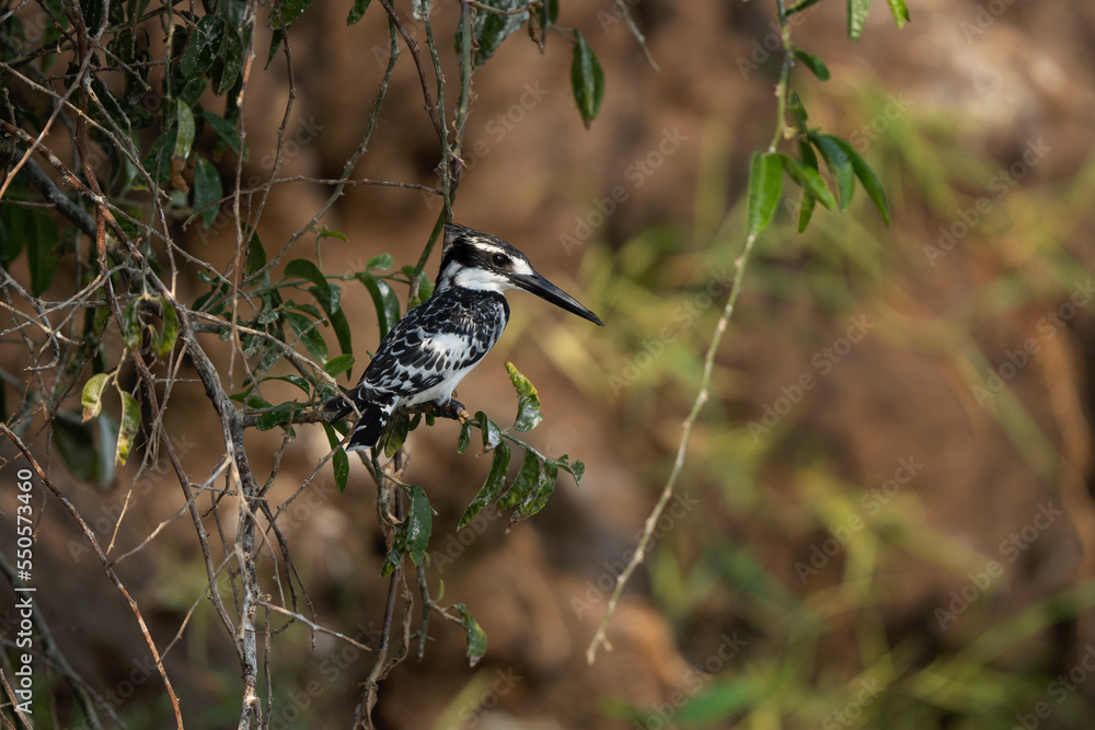Pied kingfisher in the Queen Elizabeth NP. Kingfishers are nesting on the bank of river. Black nad white kingfisher. Safari in Uganda.