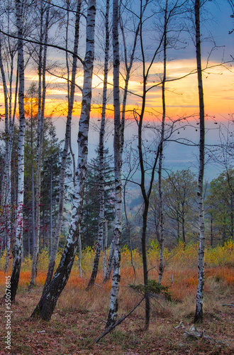 Fototapeta Naklejka Na Ścianę i Meble -  Brzozy złota godzina