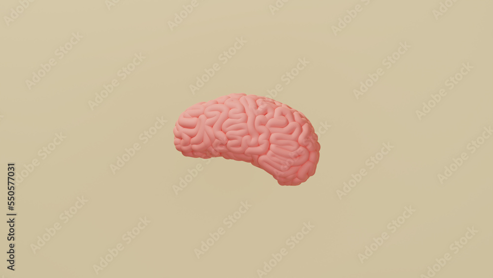 Side view of a human brain. 3d illustration of a brain against the