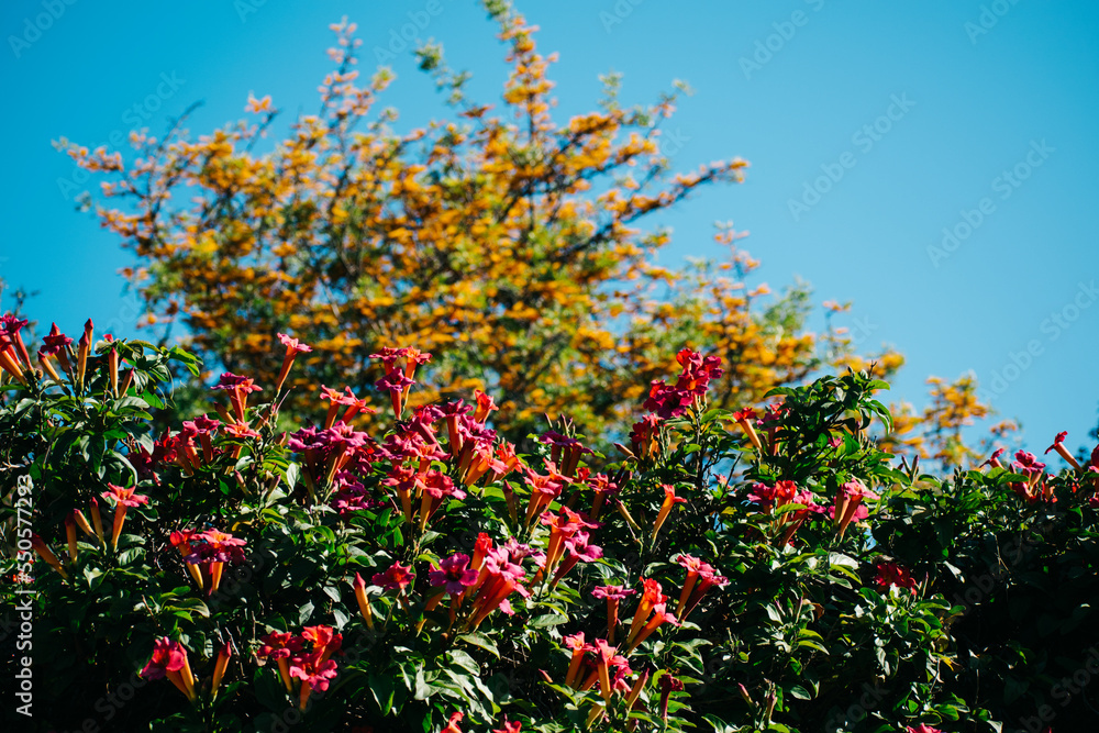 explosive red and pink flowers against sky with yellow flowers in backround.  contrasting color landscape