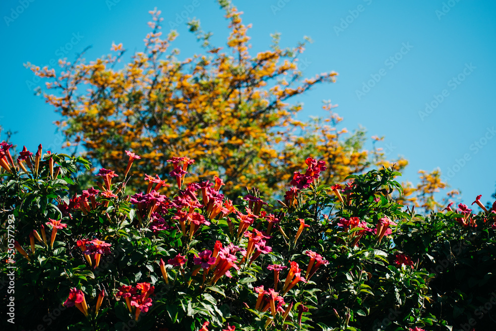 explosive red and pink flowers against sky with yellow flowers in backround. contrasting color landscape explosive red and pink flowers against sky with yellow flowers in backround. contrasting color landscape