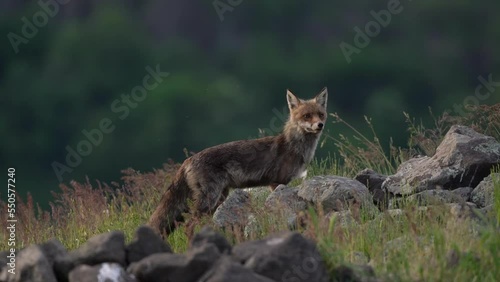 Red fox walking over the meadow. The fox searching for food. European nature. Canin predator slowly walks among the stones.