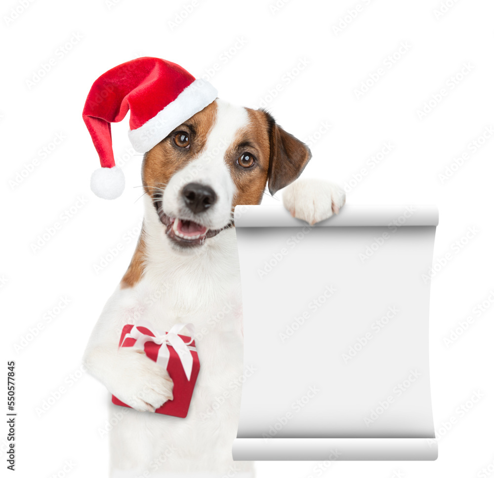 Jack russell terrier puppy wearing santa hat holds gift box and empty list. isolated on white background