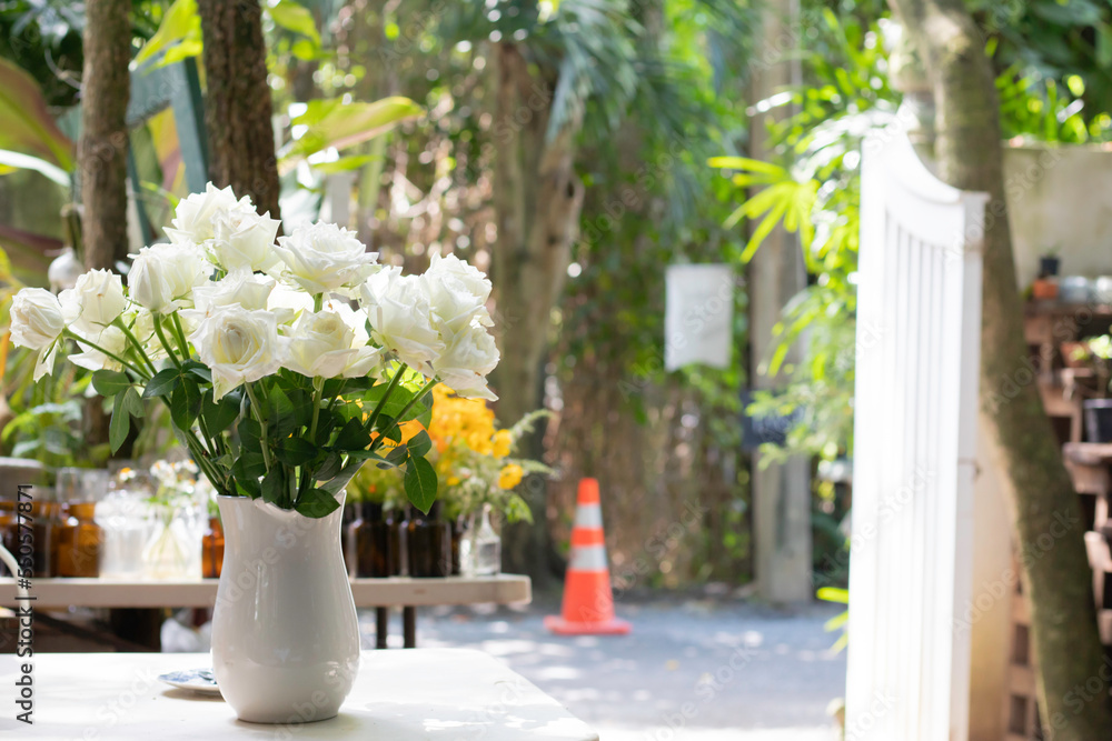 Fototapeta premium White rose