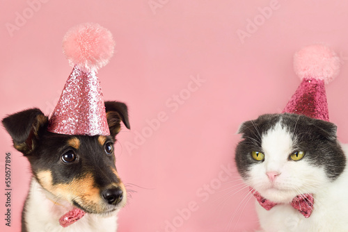Cute fold cat and little puppy in a party birthday hat, copy space.