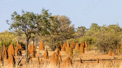 Termite mounds in the middle of the bush along the Stuart Highway photo