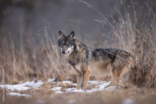 wilk wolf canis lupus © Pawel