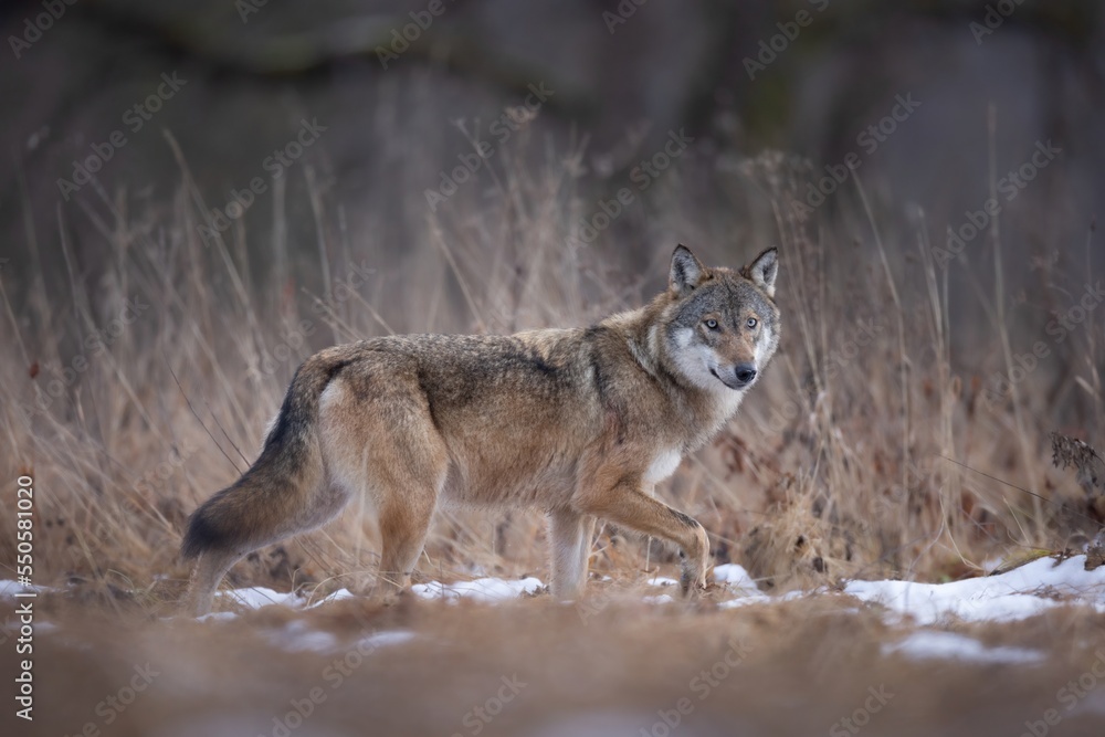 wilk wolf canis lupus