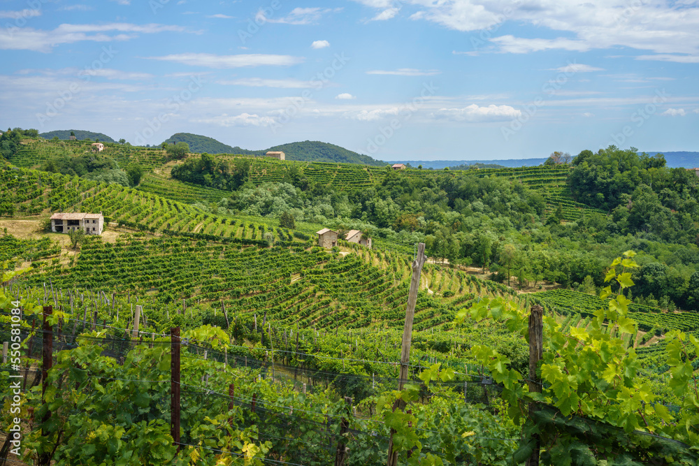 Vineyards along the Road of Prosecco e Conegliano Wines Vineyards along the Road of Prosecco e Conegliano Wines
