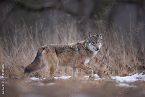 wilk wolf canis lupus photo