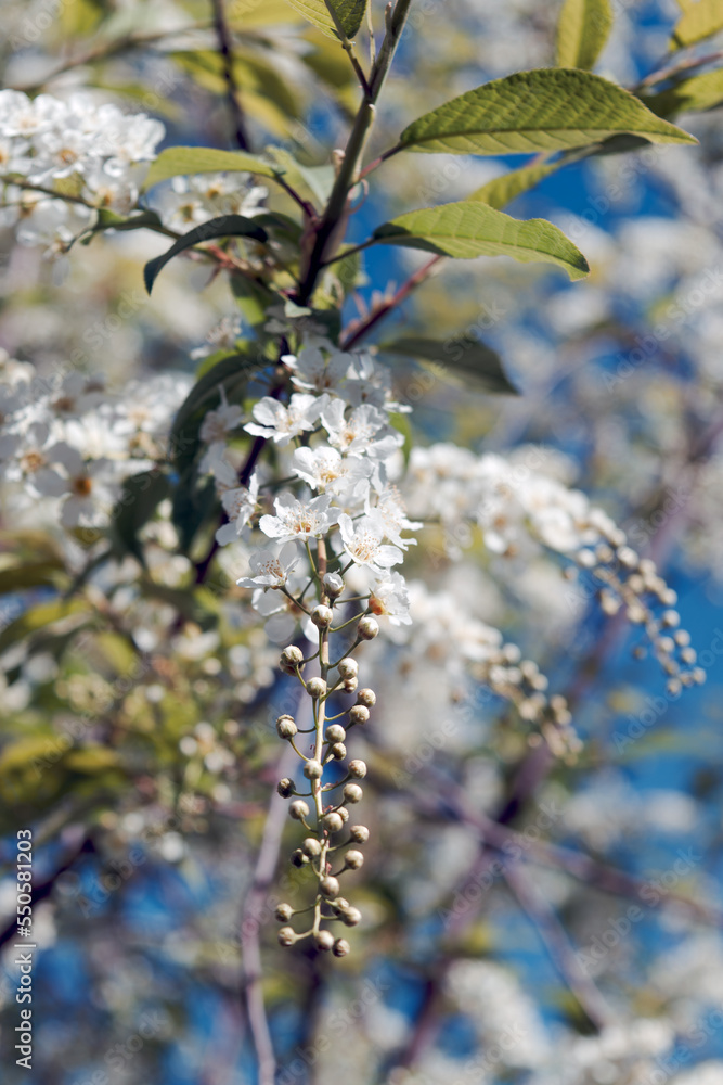 Blooming bird cherry bush on a blurred background close-up. Blooming bird cherry bush on a blurred background close-up.