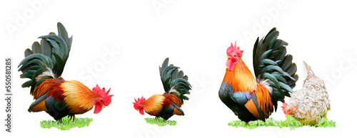 Leinwand Poster rooster isolated on white background