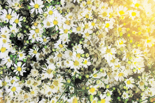 White asters flower.Vintage and retro filter.