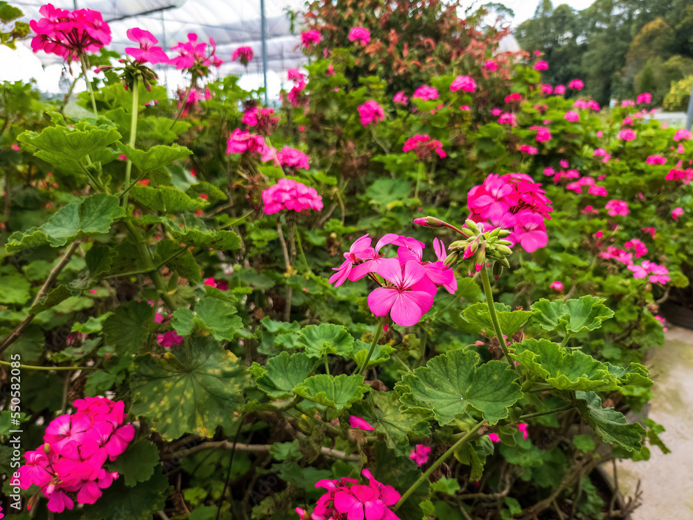 Beautiful shocking pink flowers in the garden.