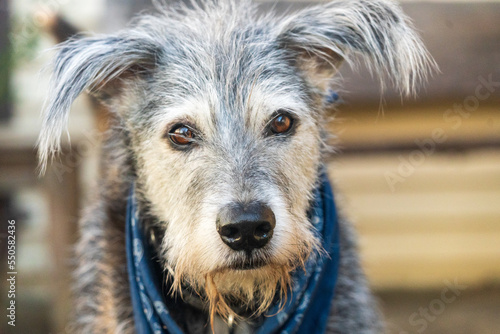Close-up portrait of dog