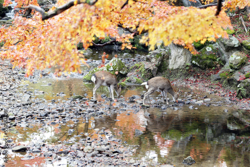 Sika Deer Roaming and Feeding at Autumn Field, Nara Public Park, Nara