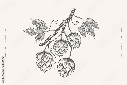 Hop branches, cones, leaves, hand-drawn. Botanical design element for labels, emblems, beer packaging. Concept of organic products. Vector vintage illustration on light isolated background.