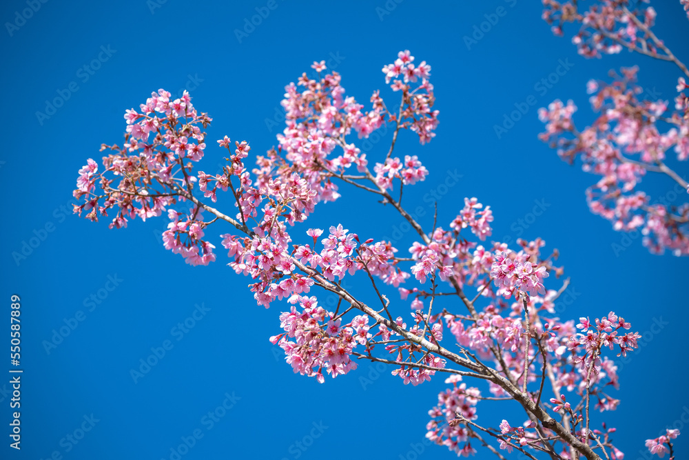 Beautiful Cherry blossom flower in blooming with branch on blue sky. for spring season Beautiful Cherry blossom flower in blooming with branch on blue sky. for spring season