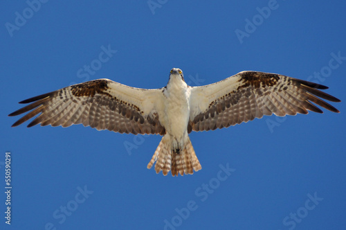 osprey wingspan in flight