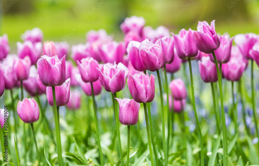 Colourful tulips Colourful tulips